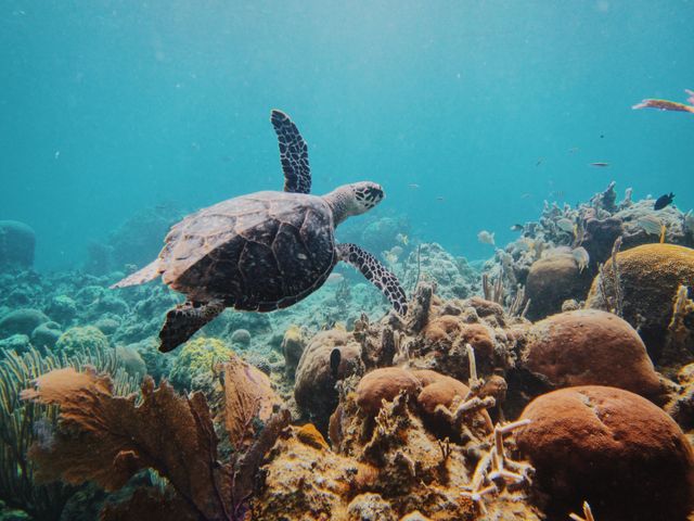Sea Turtle Swimming Over Colorful Coral Reef in Clear Blue Ocean - Download Free Stock Photos Pikwizard.com