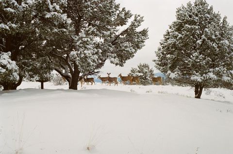 Group of Deer Strolling Through Snowy Forest