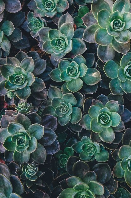 Vibrant Succulent Plants Displaying Patterned Growth - Download Free Stock Photos Pikwizard.com