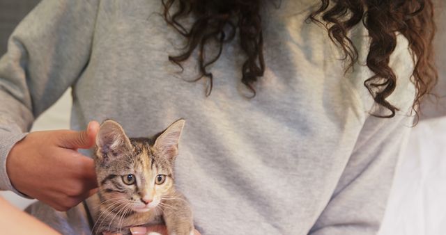 Woman Holding a Adorable Kitten in Hands at Home - Download Free Stock Images Pikwizard.com