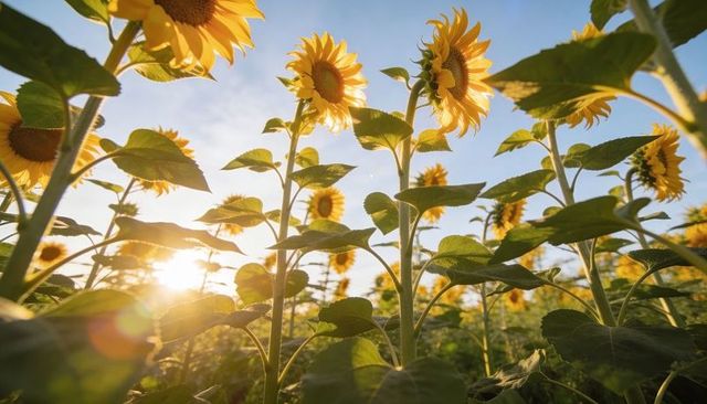 Sunflowers reaching toward sun at golden hour with warm backlight and low-angle lens flare