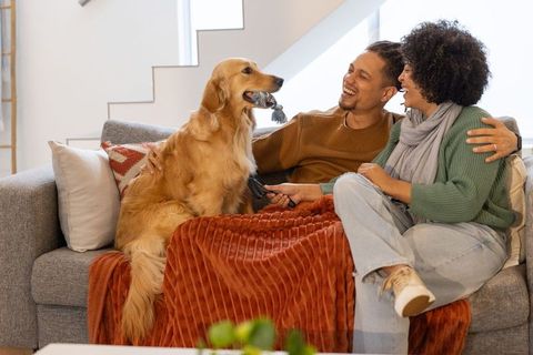 Couple relaxing on sofa brushing golden retriever holding rope toy during cozy home moment
