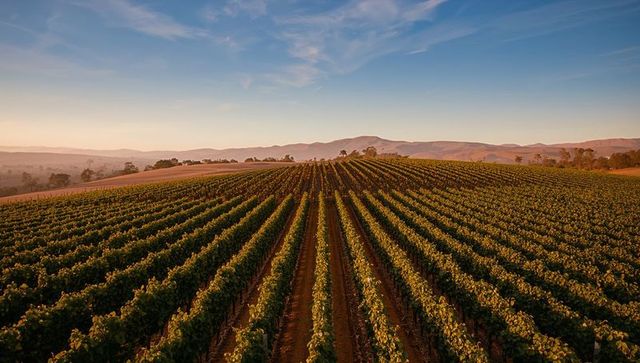 Golden light bathing vineyard rows on rolling hills at sunrise, grape vine trellises