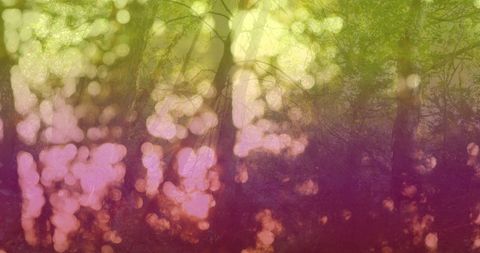 Serene Forest with Colorful Light Bokeh Overlay - Download Free Stock Images Pikwizard.com