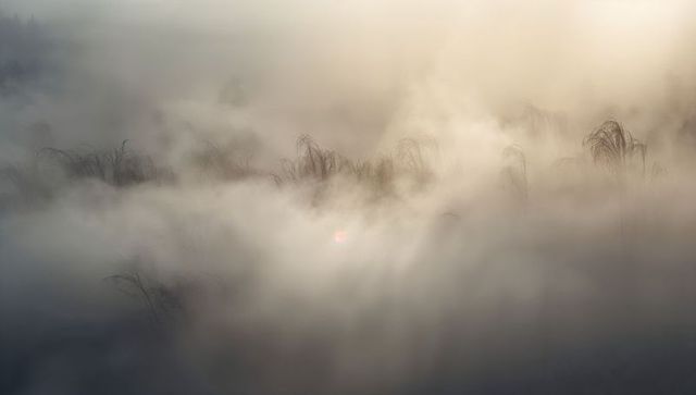Dense morning fog shrouding marsh reeds with faint sun glow