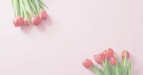 Delicate pink tulips lying on pastel background minimal flatlay negative space