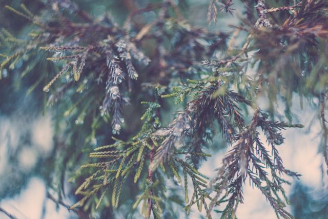 Close-up of Dew-Covered Evergreen Branches in Soft Focus - Download Free Stock Photos Pikwizard.com