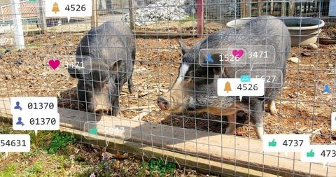 Pot-bellied pigs pressing against wire mesh fence with social media notification overlays