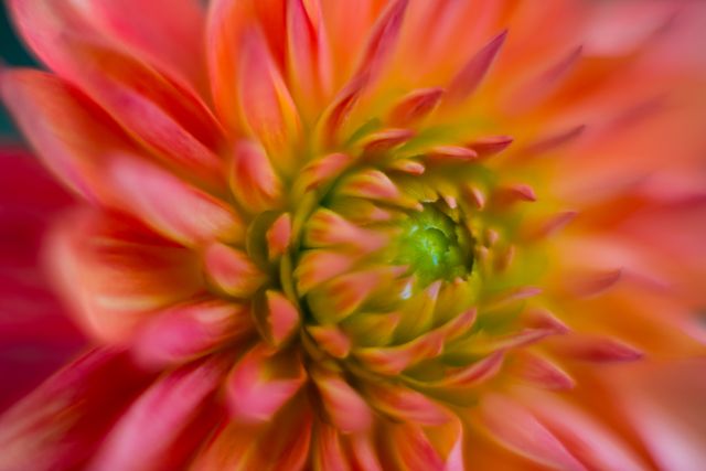 Close-up of a vibrant dahlia flower in full bloom displaying an array of bright colors and intricate petal structure. Ideal for use in nature photography collections, gardening magazines, floral design inspiration, or backgrounds for creative projects due to its captivating and detailed emphasis on the beauty of nature.
