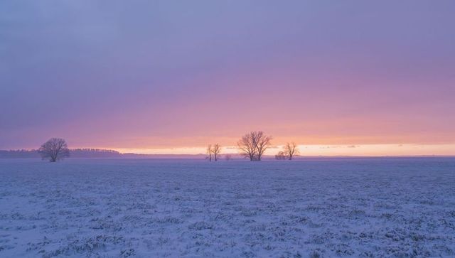 Lavender sunrise over snow-covered field with isolated silhouetted trees