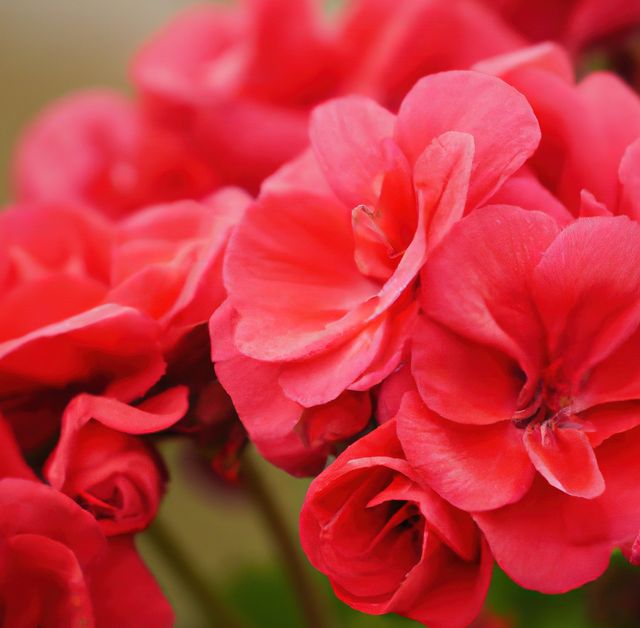 Close up of red geraniums created using generative ai technology - Download Free Stock Photos Pikwizard.com