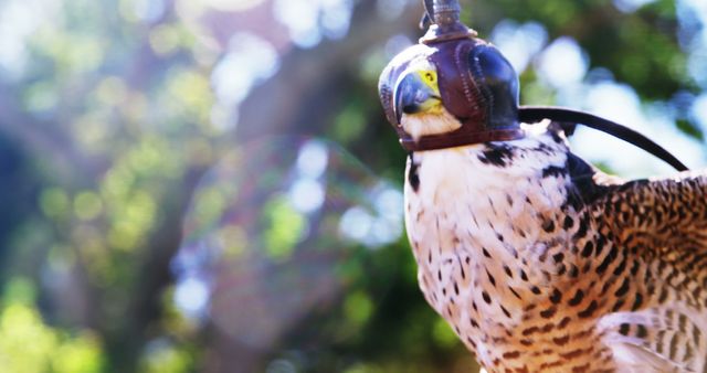 Falcon with Hood Perched Outdoors in Sunlight - Download Free Stock Images Pikwizard.com