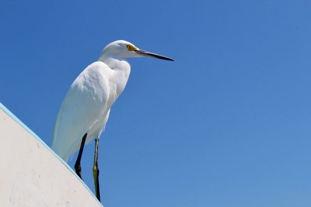 White egret perched on a boat against a backdrop of a clear blue sky, showcasing a scene of tranquility and wildlife. Ideal for themes of nature, wildlife photography, environmental conservation, and relaxation.