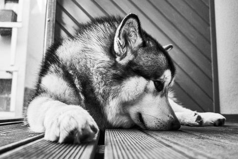 Siberian Husky Resting on Wooden Floor in Black and White