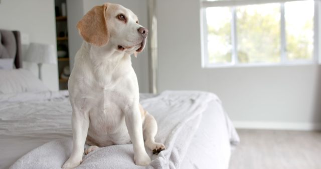 Beagle puppy sitting comfortably on edge of bed in a bright, well-lit bedroom. Perfect for use in advertisements for pet products, home decor, or articles on pet care and companionship. Also suitable for illustrating the cozy and relaxing atmosphere of a home.