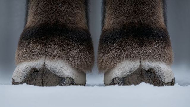 Pair of split hooves standing in snow with dense brown fur and mud in winter woodland