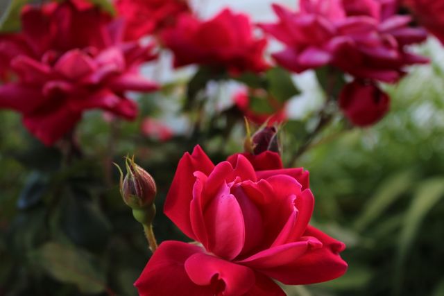 Pink Rose Flower - Download Free Stock Photos Pikwizard.com