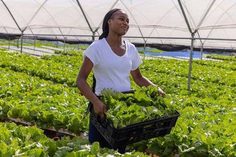 Woman Harvesting Lettuce in Eco-Friendly Greenhouse Farm