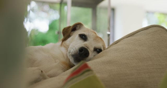 Image of mixed breed dog lying on sofa at home. pets, lifestyle, household and spending time at home.