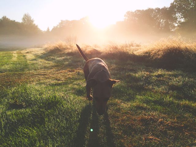 Dog Exploring Misty Morning Field - Download Free Stock Photos Pikwizard.com