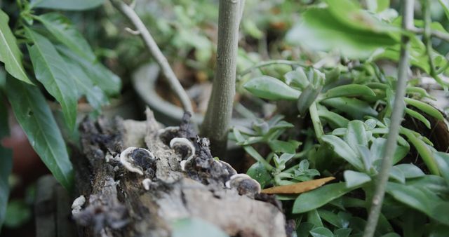 This image depicts various mushrooms and plants growing naturally on a tree log in an outdoor setting. It can be used for eco-themed projects, botanical studies, environmental presentations, or nature-related content.