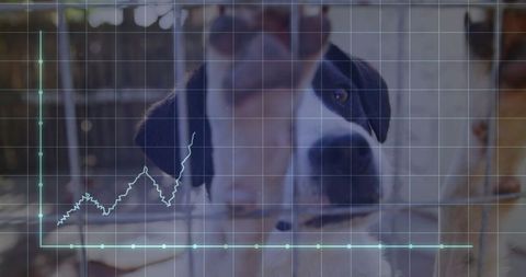Dog gazing through fence with data analysis overlay