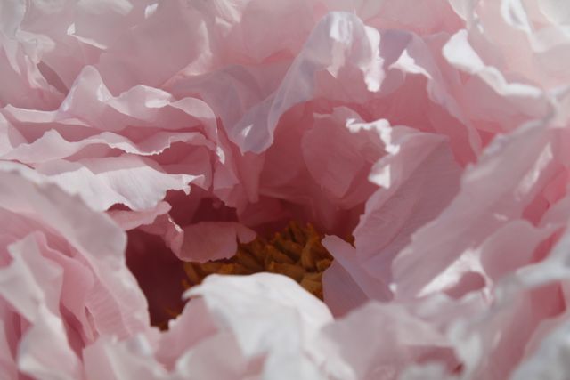 Detailed close-up of vibrant pink rose petals highlighting the flower's texture and delicate beauty. Ideal for nature and floral-themed blogs, websites, and printed materials. Suitable for romantic and wedding-related projects showcasing natural elegance.
