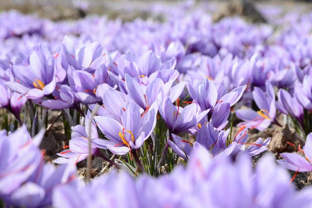 Captured image of a field filled with vibrant purple crocus flowers in full bloom during spring. Perfect for use in floral-themed projects, nature blogs, gardening magazines, and springtime promotional materials. Showcases the beauty of seasonal flowers and can be used to highlight the arrival of spring.