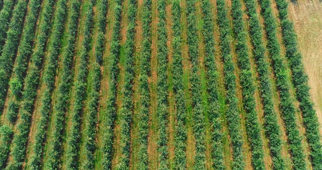 Aerial view of agricultural land showcasing rows of crops in a patterned layout - Download Free Stock Photos Pikwizard.com
