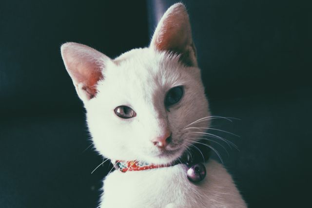 White cat wearing bell collar looking directly. Useful for advertising pet products, blogs, and playful design themes.