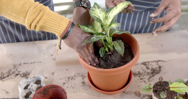 Hands of individuals planting houseplant together in pot, showcasing teamwork and connection with nature. Useful for educational content on gardening, teamwork, or environmental awareness campaigns.
