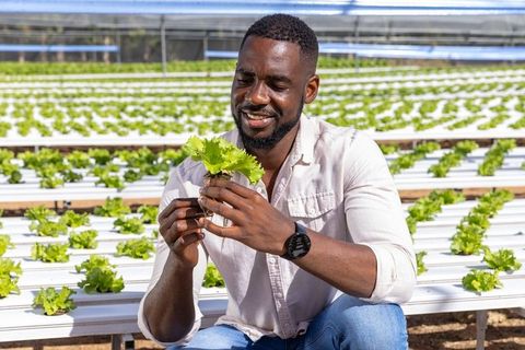Man inspecting lettuce in hydroponic greenhouse