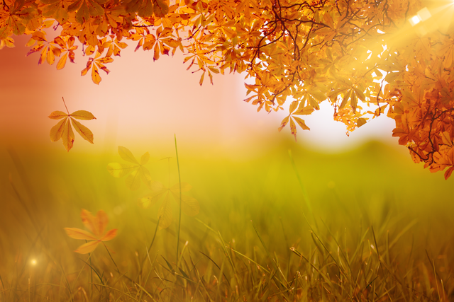 Autumn Leaves and Grass with Sunlight on Transparent Background - Download Free Stock Videos Pikwizard.com