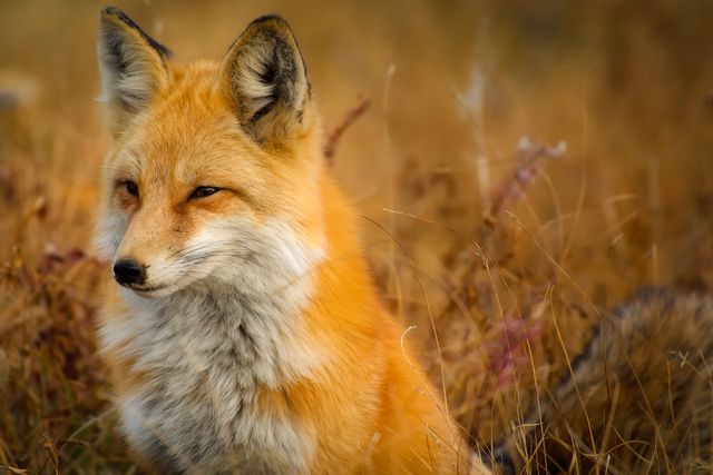 Close-up image shows a red fox with fall foliage in background, capturing details of its fur and whiskers highlighting its natural habitat. Ideal for use in nature magazines, wildlife conservation materials, animal behavior studies, or educational resources focusing on wildlife.