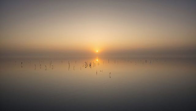 Minimalist misty sunrise over calm lagoon with slender reed reflections and golden glow