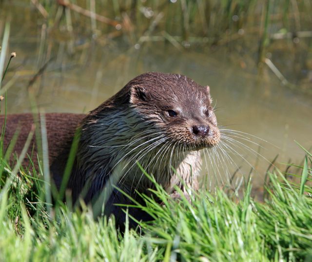 Otter standing on grassy area next to water, showcasing natural habitat. Suitable for nature-themed projects, wildlife documentaries, educational content, or environmental conservation promotions.