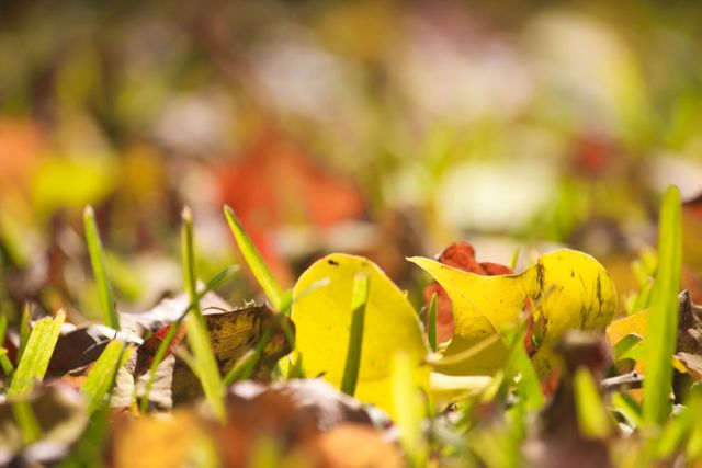 Fall nature autumn  - Download Free Stock Photos Pikwizard.com