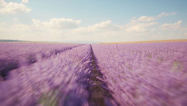 Expansive Lavender Field with Central Path in Countryside