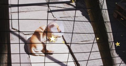 Dog in shelter with protective cone resting behind fence