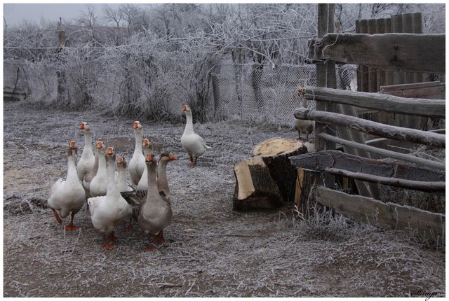 Group of domestic geese standing together in cold winter rural farm during a frosty day. The surrounding elements such as wooden fence, tree stumps, and frosty trees add a rustic charm. Useful for topics on winter wildlife, animal husbandry, rural farming, cold weather conditions, or natural settings.