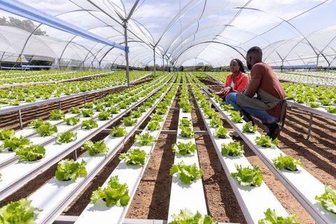 Colleagues Discussing Sustainable Lettuce Farming in Greenhouse