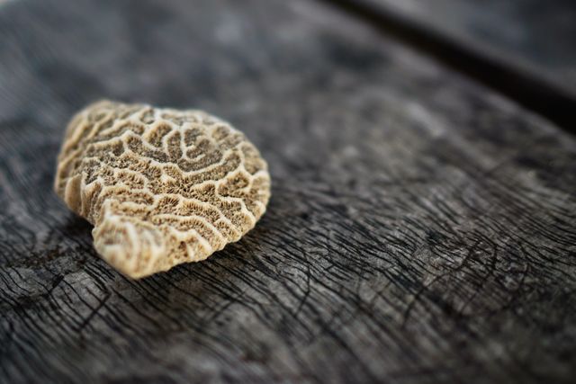 Image features a close-up view of a piece of coral placed on a weathered wooden surface, highlighting its intricate textures and natural patterns. Ideal for use in educational materials about marine life and ecology, nature blogs, backgrounds for design projects, or even eco-friendly product promotions.