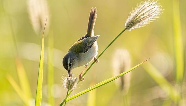 Perching warbler feeding on fuzzy grass seed head in golden meadow at sunrise