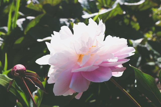 Pink Peony Flower Blooming in Sunlit Garden - Download Free Stock Photos Pikwizard.com