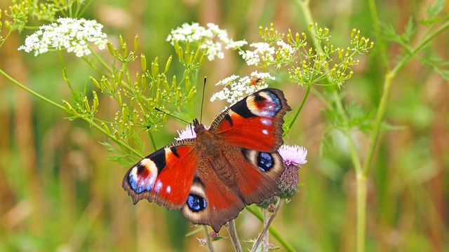 A close-up view of a vibrant peacock butterfly, displaying its colorful wings while resting on a wildflower in a sunny meadow. Ideal for themes related to nature, wildlife, summer, and outdoor activities. Perfect for use in educational materials, blogs about nature, websites promoting environmental conservation, or garden-themed publications.