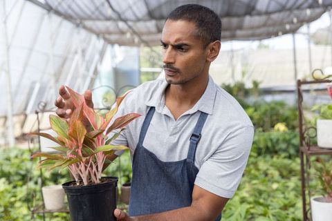 Asian gardener in denim apron inspecting pink variegated plant in greenhouse nursery