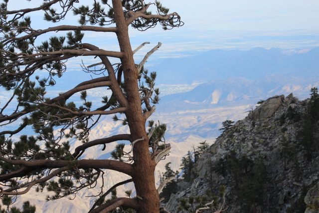Majestic twisted pine tree growing on a rocky mountain ridge with a sweeping view of the valley below. Earth's natural beauty showcased with expansive, rugged terrain and distant mountain ranges. Ideal for outdoor adventure topics, environmental themes, travel blogs, and nature-focused projects.