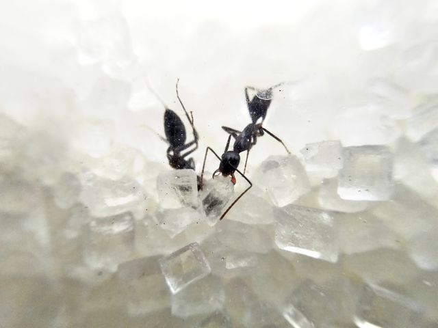 Macro View of Ants Crawling on Sugar Crystals - Download Free Stock Photos Pikwizard.com