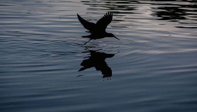 Silhouetted shorebird skimming low over water with mirror reflection and ripples at dawn