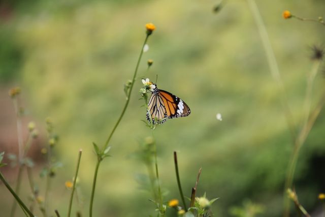 Vibrant Butterfly Resting on a Flower in a Meadow - Download Free Stock Photos Pikwizard.com